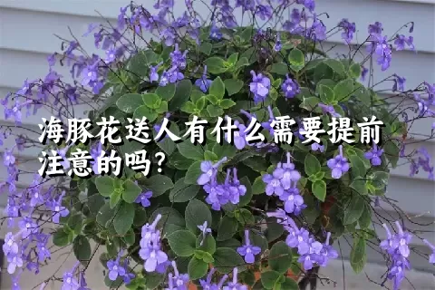 海豚花送人有什么需要提前注意的吗？