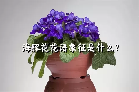 海豚花花语象征是什么？