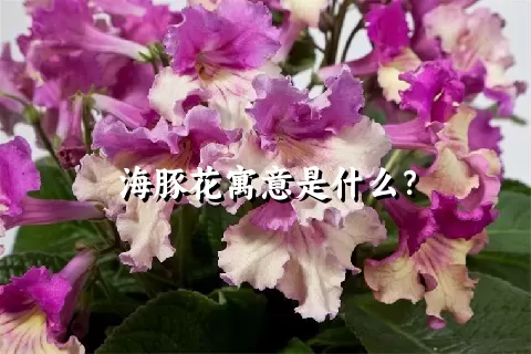 海豚花寓意是什么？