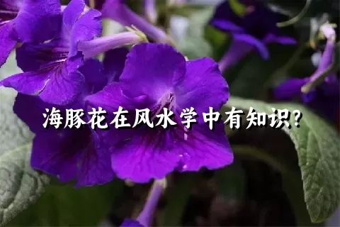 海豚花在风水学中有知识？