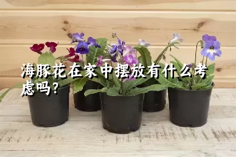 海豚花在家中摆放有什么考虑吗？