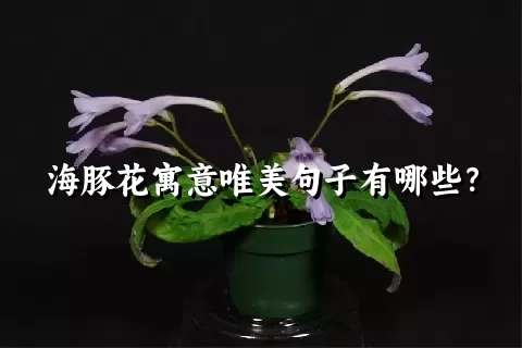 海豚花寓意唯美句子有哪些？