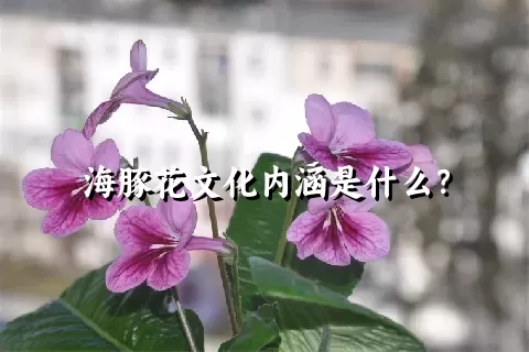 海豚花文化内涵是什么？