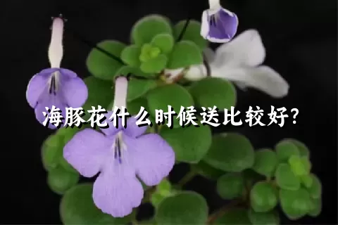 海豚花什么时候送比较好？