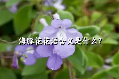 海豚花花语含义是什么？