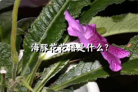 海豚花花语是什么？