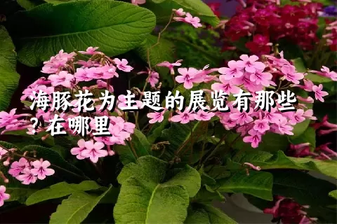 海豚花为主题的展览有那些？在哪里