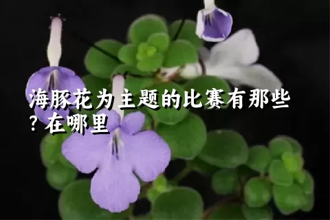 海豚花为主题的比赛有那些？在哪里