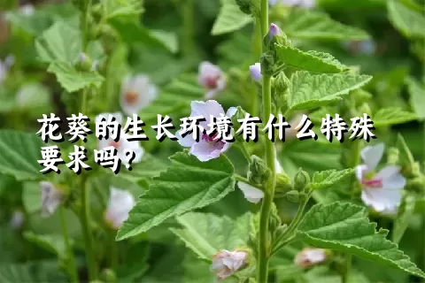 花葵的生长环境有什么特殊要求吗？