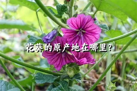 花葵的原产地在哪里？