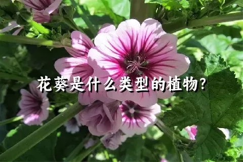 花葵是什么类型的植物？