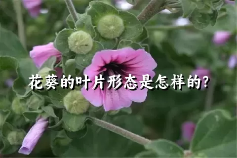 花葵的叶片形态是怎样的？