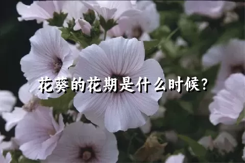 花葵的花期是什么时候？