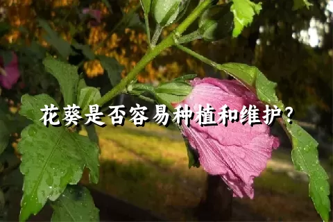 花葵是否容易种植和维护？