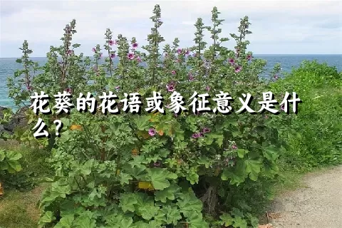 花葵的花语或象征意义是什么？