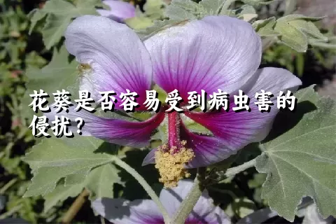 花葵是否容易受到病虫害的侵扰？