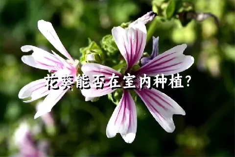 花葵能否在室内种植？