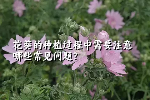 花葵的种植过程中需要注意哪些常见问题？