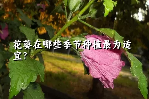 花葵在哪些季节种植最为适宜？