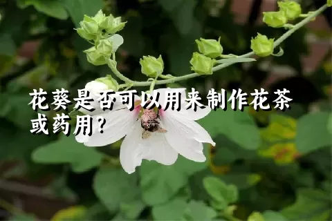 花葵是否可以用来制作花茶或药用？