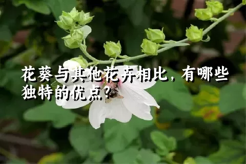 花葵与其他花卉相比，有哪些独特的优点？