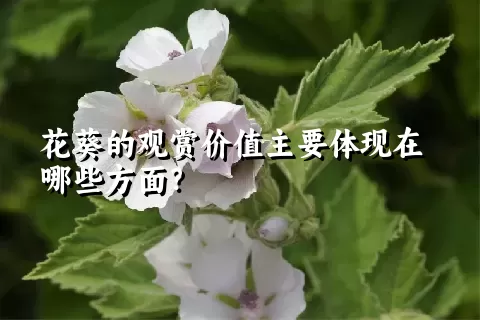 花葵的观赏价值主要体现在哪些方面？