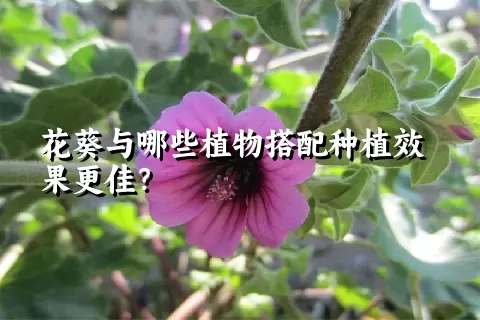 花葵与哪些植物搭配种植效果更佳？