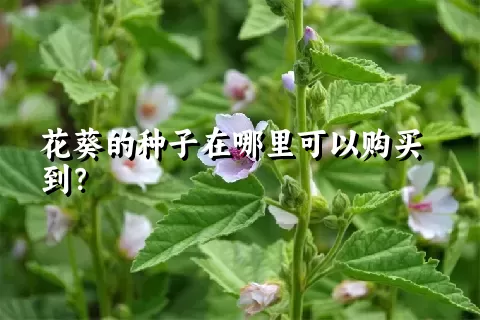 花葵的种子在哪里可以购买到？