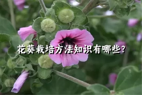 花葵栽培方法知识有哪些？