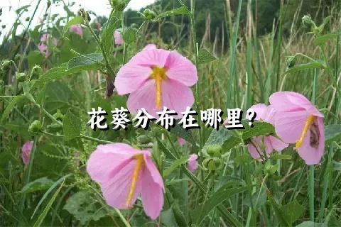 花葵分布在哪里?