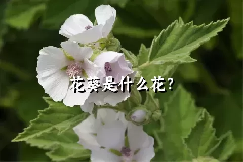 花葵是什么花？