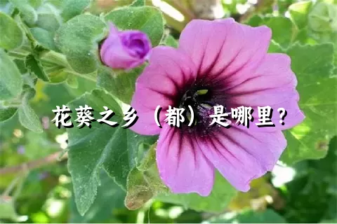 花葵之乡（都）是哪里？