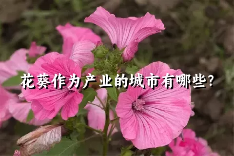 花葵作为产业的城市有哪些？