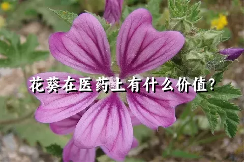 花葵在医药上有什么价值？