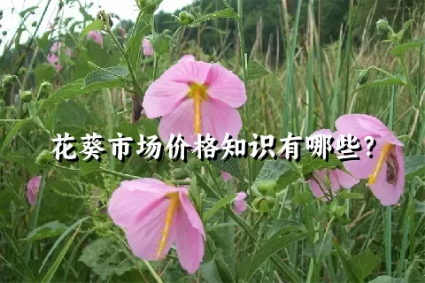 花葵市场价格知识有哪些？