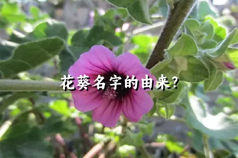 花葵名字的由来？