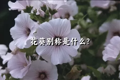 花葵别称是什么？