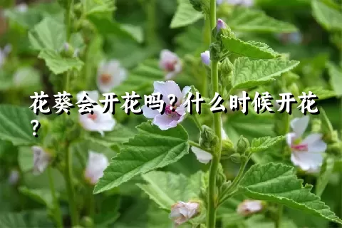 花葵会开花吗？什么时候开花？