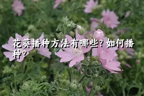 花葵播种方法有哪些？如何播种？