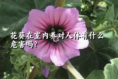 花葵在室内养对人体有什么危害吗？