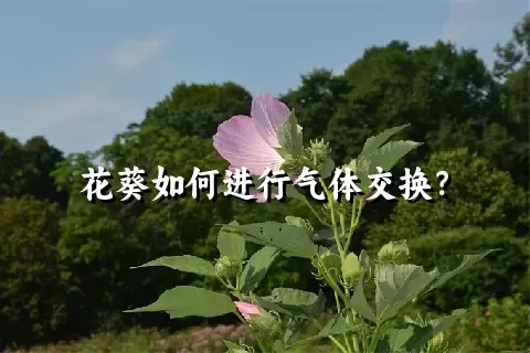 花葵如何进行气体交换？