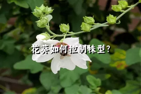 花葵如何控制株型？