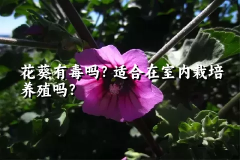 花葵有毒吗？适合在室内栽培养殖吗？