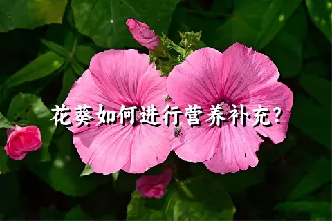 花葵如何进行营养补充？