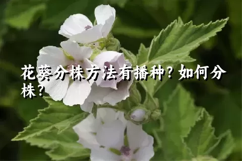 花葵分株方法有播种？如何分株？