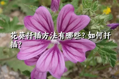 花葵扦插方法有哪些？如何扦插？