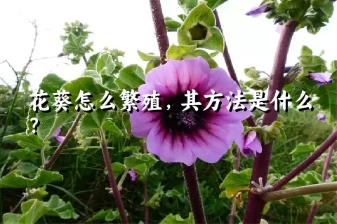 花葵怎么繁殖，其方法是什么？