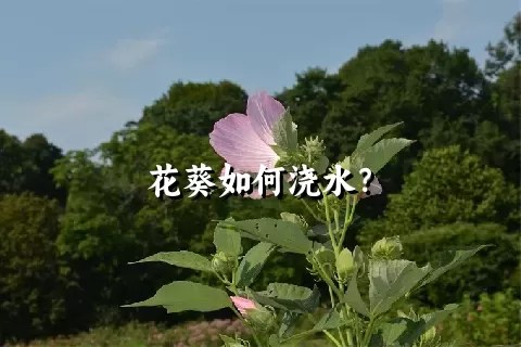 花葵如何浇水？