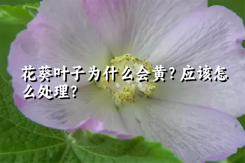 花葵叶子为什么会黄？应该怎么处理？