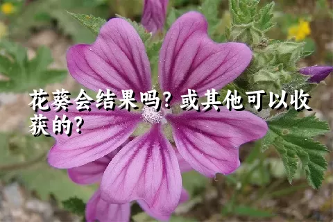 花葵会结果吗？或其他可以收获的？